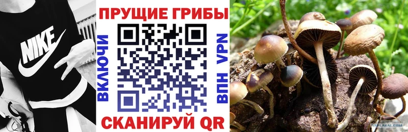 купить  сайты  Петровск-Забайкальский  Галлюциногенные грибы Psilocybe 